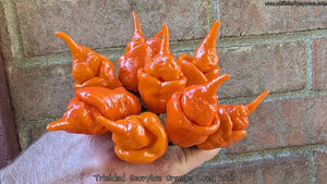Trinidad Scorpion Orange Long Tail - Pepper Seeds - White Hot Peppers