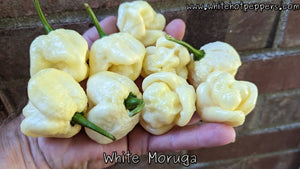 White Moruga - Pepper Seeds - White Hot Peppers