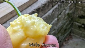 White Moruga - Pepper Seeds - White Hot Peppers
