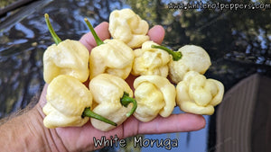 White Moruga - Pepper Seeds - White Hot Peppers