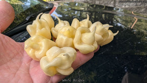 White Reaper - Pepper Seeds - White Hot Peppers