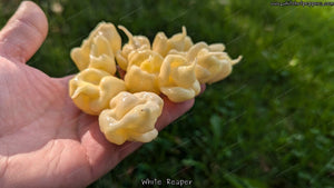 White Reaper - Pepper Seeds - White Hot Peppers