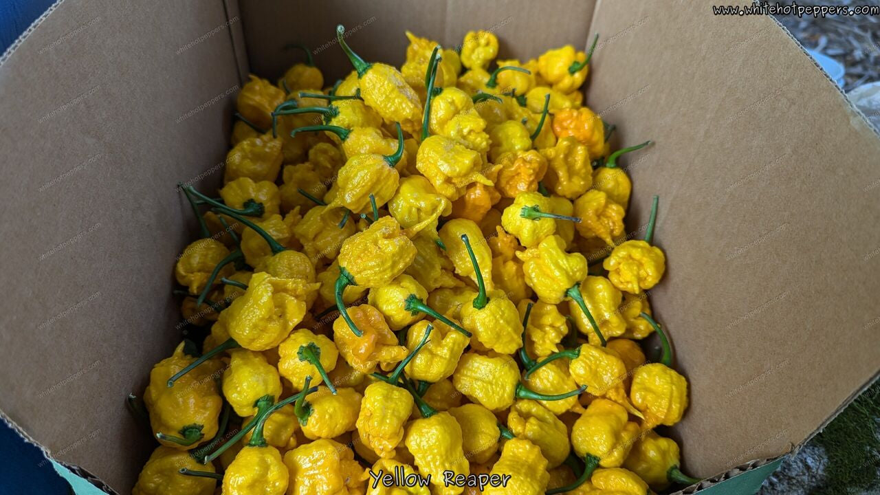 Yellow Reaper - Pepper Seeds - White Hot Peppers