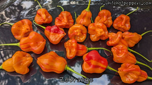 Zébrange - Pepper Seeds - White Hot Peppers