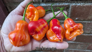 Zébrange - Pepper Seeds - White Hot Peppers