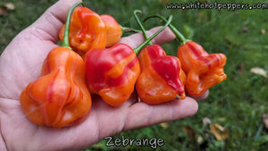 Zébrange - Pepper Seeds - White Hot Peppers