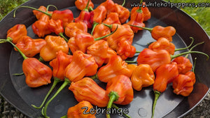 Zébrange - Pepper Seeds - White Hot Peppers