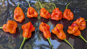 Zébrange - Pepper Seeds - White Hot Peppers