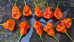 Zébrange - Pepper Seeds - White Hot Peppers