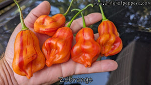 Zébrange - Pepper Seeds - White Hot Peppers