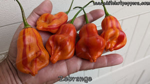 Zébrange - Pepper Seeds - White Hot Peppers