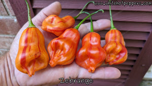 Zébrange - Pepper Seeds - White Hot Peppers