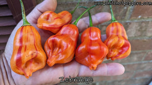 Zébrange - Pepper Seeds - White Hot Peppers