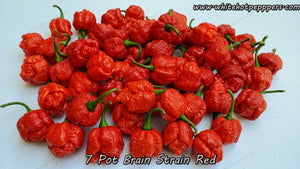 7 Pot Brain Strain Red - Pepper Seeds - White Hot Peppers