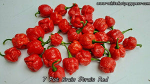 7 Pot Brain Strain Red - Pepper Seeds - White Hot Peppers