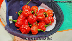 7 Pot Brain Strain Red - Pepper Seeds - White Hot Peppers