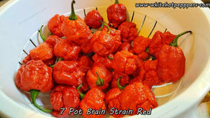 7 Pot Brain Strain Red - Pepper Seeds - White Hot Peppers