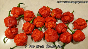 7 Pot Brain Strain Red - Pepper Seeds - White Hot Peppers