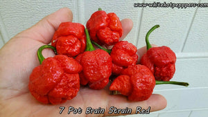 7 Pot Brain Strain Red - Pepper Seeds - White Hot Peppers