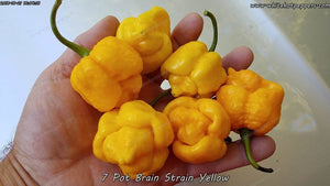 7 Pot Brain Strain Yellow - Pepper Seeds - White Hot Peppers