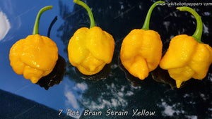 7 Pot Brain Strain Yellow - Pepper Seeds - White Hot Peppers
