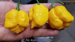 7 Pot Brain Strain Yellow - Pepper Seeds - White Hot Peppers