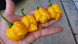 7 Pot Brain Strain Yellow - Pepper Seeds - White Hot Peppers