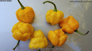 7 Pot Brain Strain Yellow - Pepper Seeds - White Hot Peppers