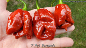 7 Pot Burgundy - Pepper Seeds - White Hot Peppers