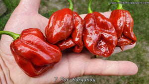 7 Pot Burgundy - Pepper Seeds - White Hot Peppers