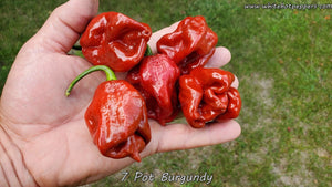 7 Pot Burgundy - Pepper Seeds - White Hot Peppers