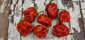 7 Pot Burgundy - Pepper Seeds - White Hot Peppers