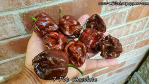 7 Pot Chocolate - Pepper Seeds - White Hot Peppers