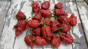 7 Pot Cinder - Pepper Seeds - White Hot Peppers