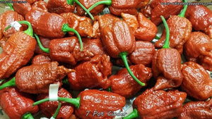 7 Pot Cinder - Pepper Seeds - White Hot Peppers