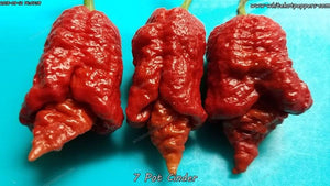 7 Pot Cinder - Pepper Seeds - White Hot Peppers