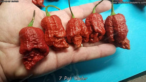 7 Pot Cinder - Pepper Seeds - White Hot Peppers