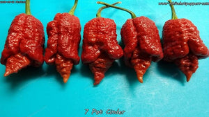 7 Pot Cinder - Pepper Seeds - White Hot Peppers