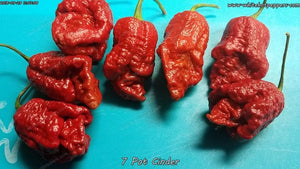 7 Pot Cinder - Pepper Seeds - White Hot Peppers