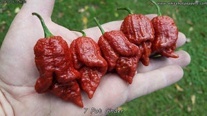 7 Pot Cinder - Pepper Seeds - White Hot Peppers