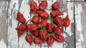 7 Pot Cinder - Pepper Seeds - White Hot Peppers