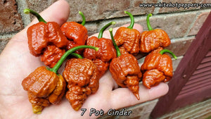 7 Pot Cinder - Pepper Seeds - White Hot Peppers