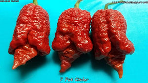 7 Pot Cinder - Pepper Seeds - White Hot Peppers