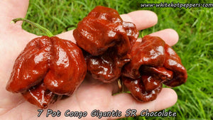 7 Pot Congo SR Gigantic Chocolate - Pepper Seeds - White Hot Peppers