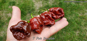 7 Pot Douglah - Pepper Seeds - White Hot Peppers