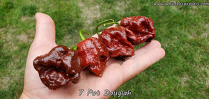 7 Pot Douglah - Pepper Seeds - White Hot Peppers