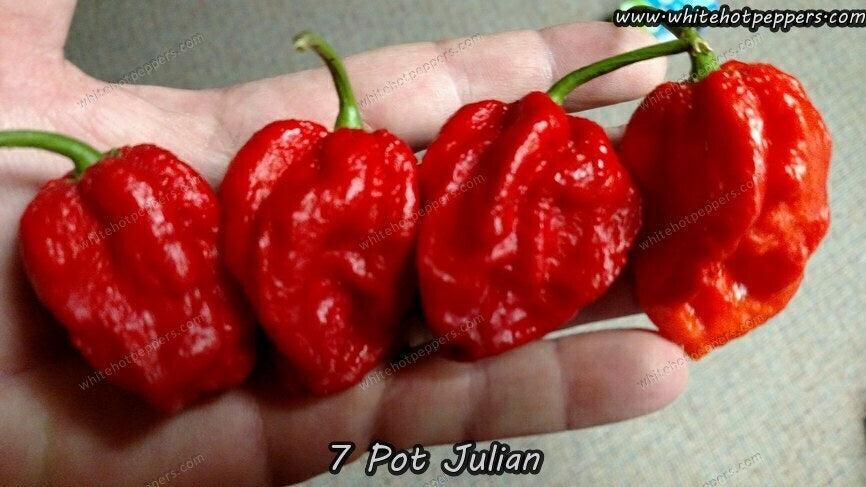 7 Pot Julian - Pepper Seeds - White Hot Peppers