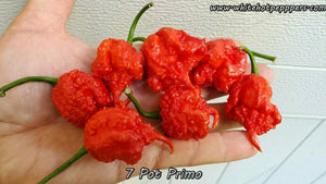 7 Pot Primo - Pepper Seeds - White Hot Peppers