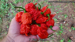 7 Pot Primo - Pepper Seeds - White Hot Peppers