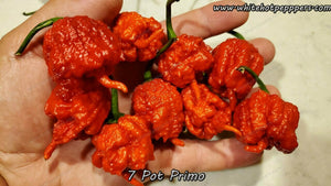 7 Pot Primo - Pepper Seeds - White Hot Peppers